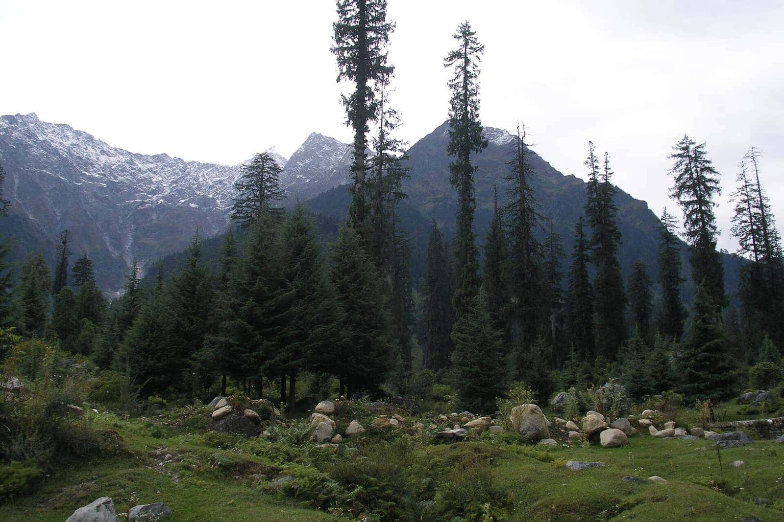 Pine and deodar forest beneath rocky peaks in Solang Valley near Manali