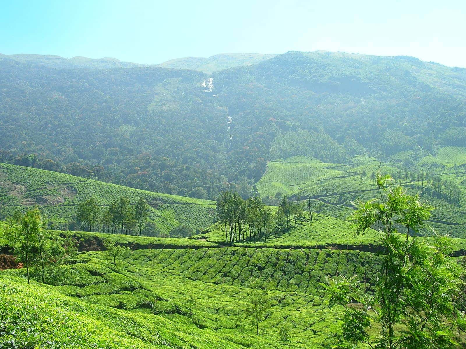 Rolling tea plantations on the hills of Munnar