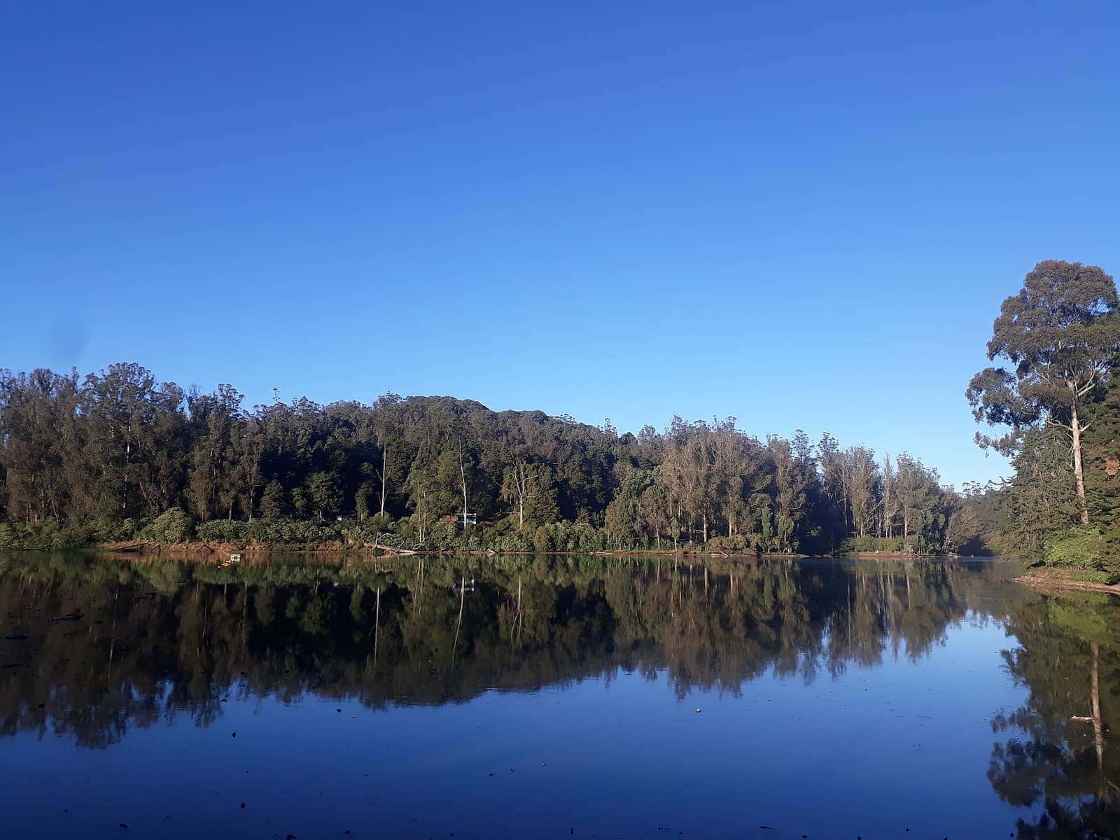 Ooty Lake on a clear morning fringed by eucalyptus trees