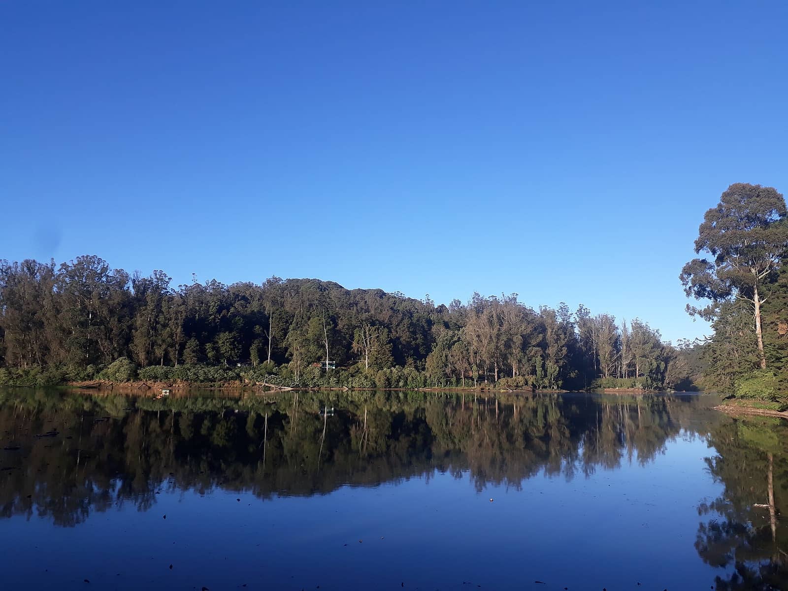 Ooty Lake on a clear morning fringed by eucalyptus trees