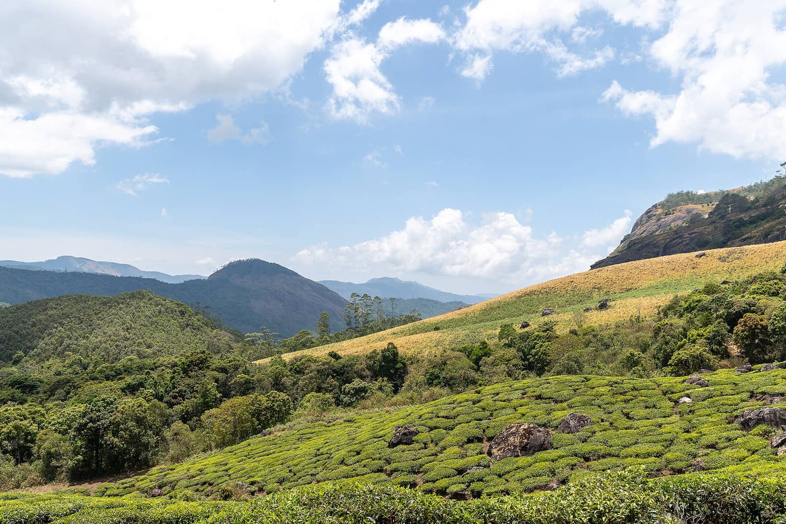 Tea gardens on the hills around Eravikulam, Munnar