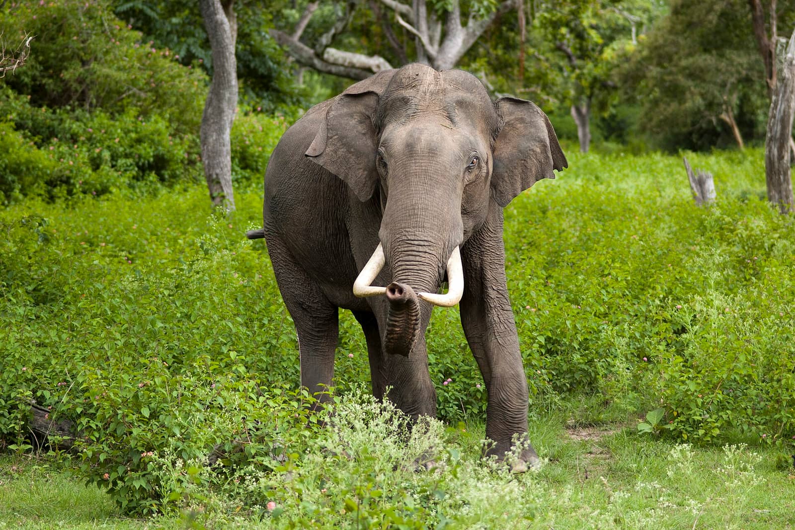 A wild tusker elephant grazing in the green forest of Bandipur National Park